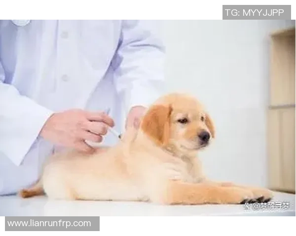 足球明星与爱犬的生活揭秘:他们如何选择和照顾自己的狗狗 足球明星与爱犬的生活揭秘:他们如何选择和照顾自己的狗狗